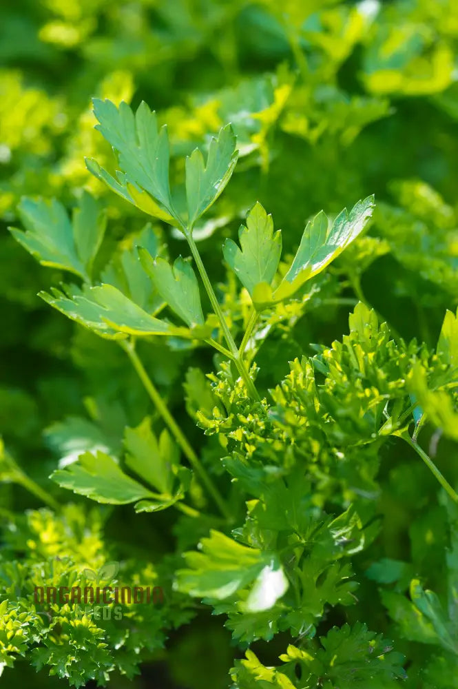 Giant Italian Parsley Seeds - Grow Your Own Lush Garden With Heirloom Varieties