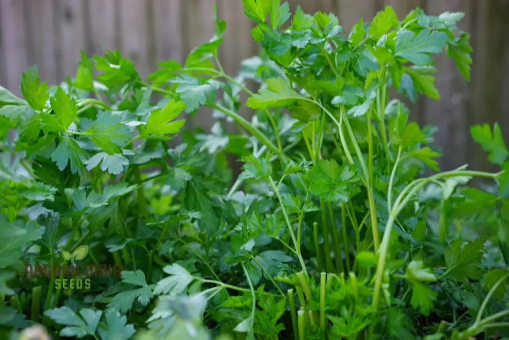 Giant Italian Parsley Seeds - Grow Your Own Lush Garden With Heirloom Varieties