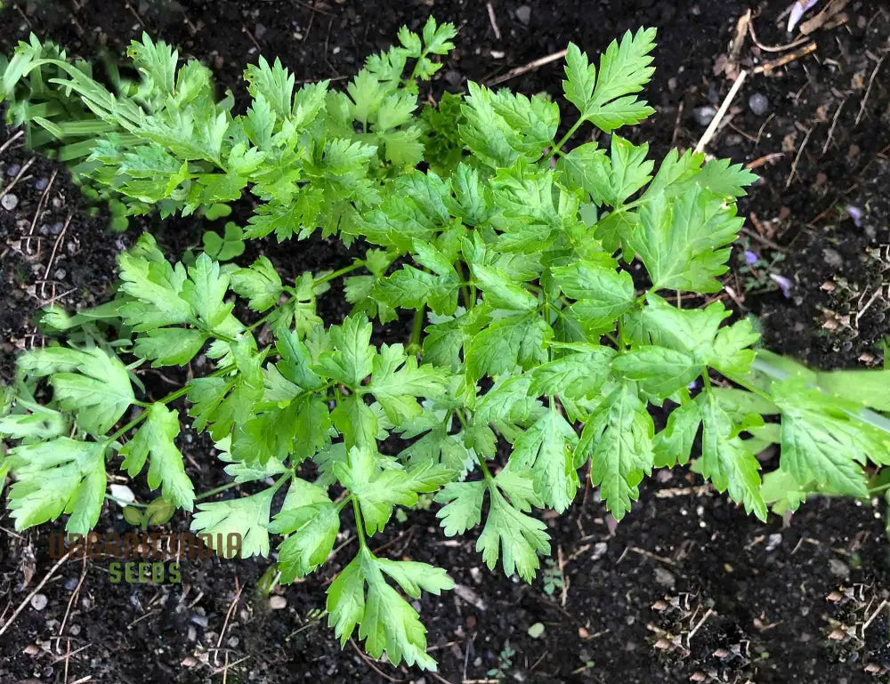 Giant Italian Parsley Seeds - Grow Your Own Lush Garden With Heirloom Varieties