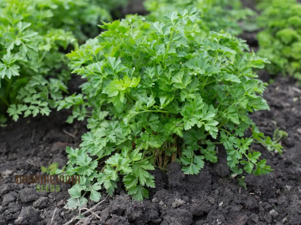 Giant Italian Parsley Seeds - Grow Your Own Lush Garden With Heirloom Varieties