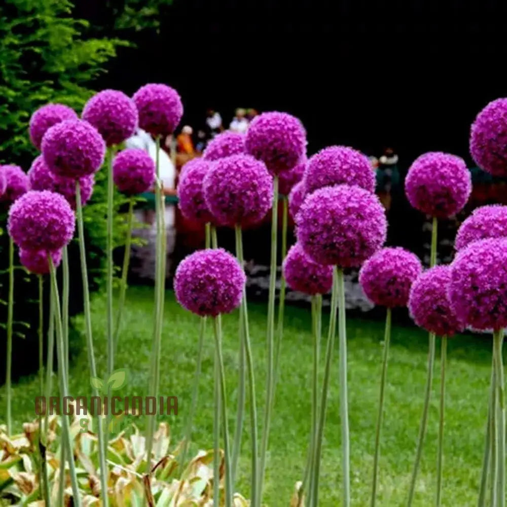 Giant Ornamental Allium (Allium Giganteum) - Hardy Ornamental Plant For The Garden Perennial