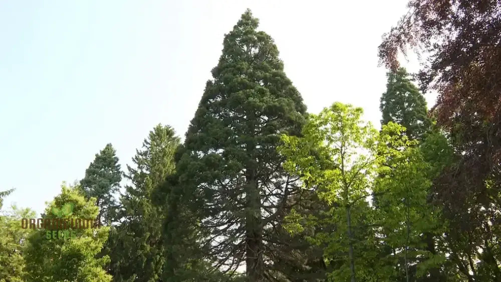 Giant Sequoia Tree Seeds â€“ 3 Plant