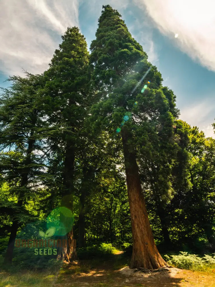 Giant Sequoia Tree Seeds â€“ 3 Plant