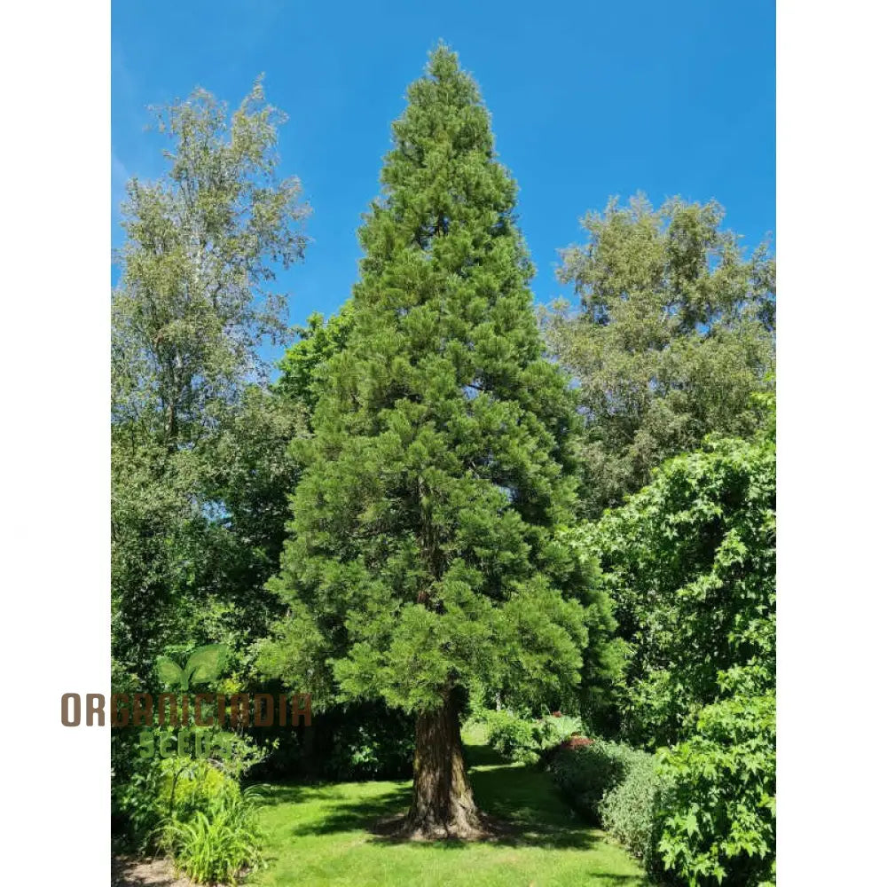 Giant Sequoia Tree Seeds â€“ 3 Plant