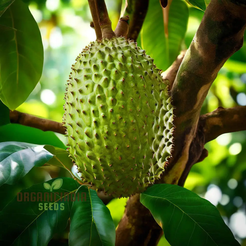 Giant Soursop Tropical Fruit Seeds - Grow Your Own Exquisite Lush Delights With Expert Planting And