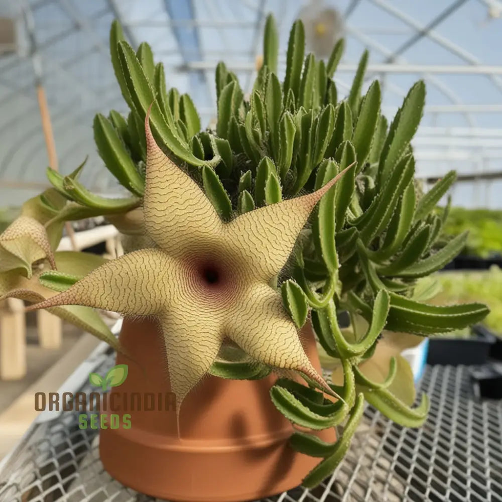 Giant Starfish Flower Seeds Rare Hermia Zulu Carrion For Planting Annuals