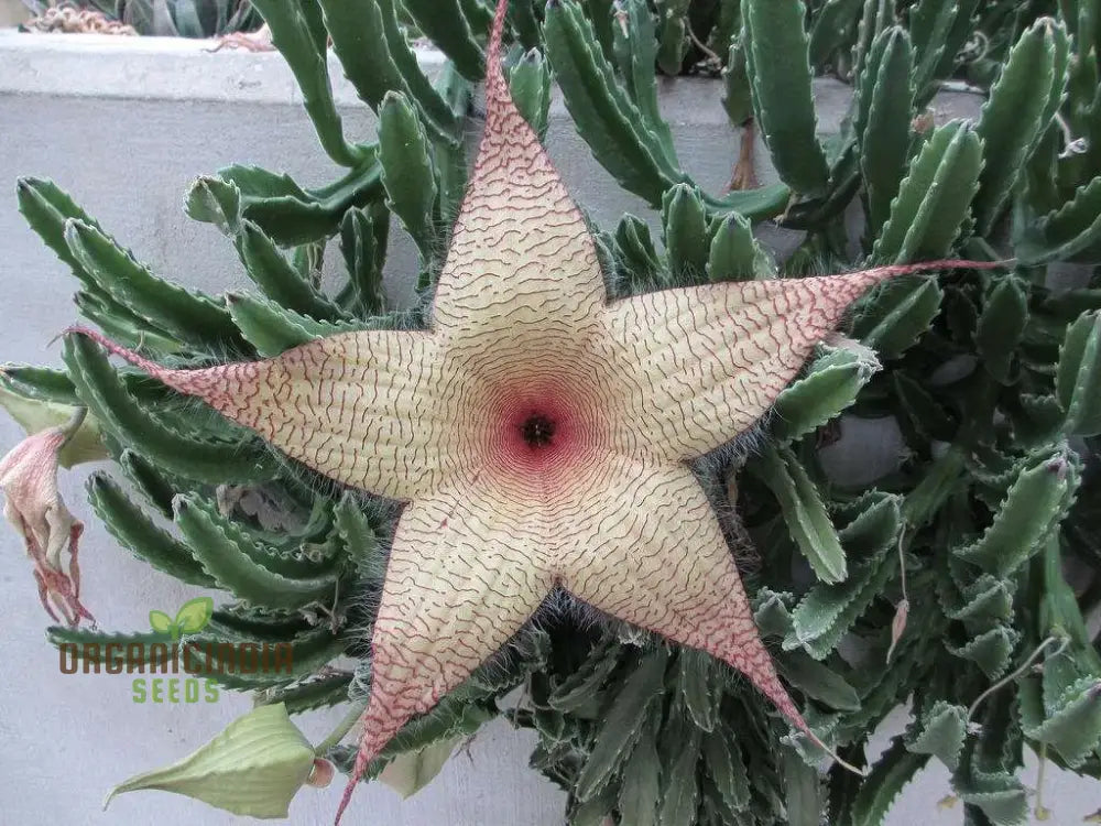 Giant Starfish Flower Seeds Rare Hermia Zulu Carrion For Planting Annuals