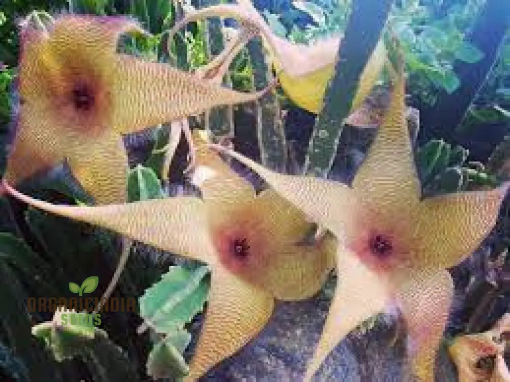 Giant Starfish Flower Seeds Rare Hermia Zulu Carrion For Planting Annuals