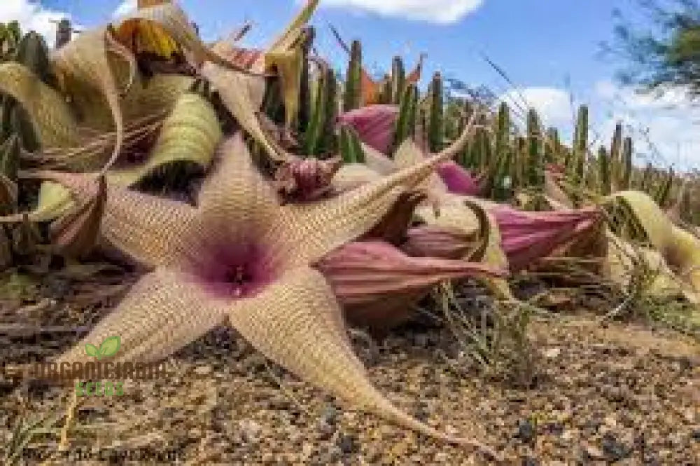 Giant Starfish Flower Seeds Rare Hermia Zulu Carrion For Planting Annuals