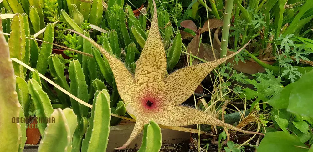 Giant Starfish Flower Seeds Rare Hermia Zulu Carrion For Planting Annuals