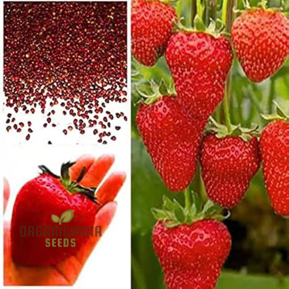 Giant Strawberry Seeds For Delicious Planting - 100 Pcs Fruit