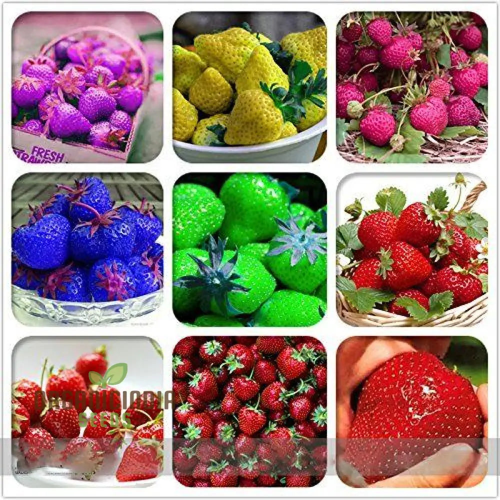 Giant Strawberry Seeds For Delicious Planting - 100 Pcs Fruit