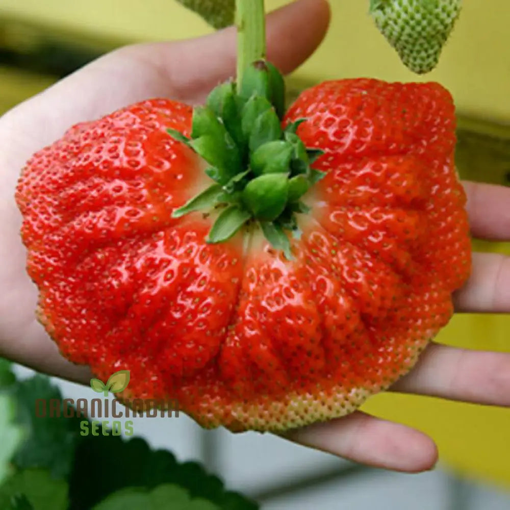 Giant Strawberry Seeds â€“ Super Red Fragola (100 Pcs) Fruit