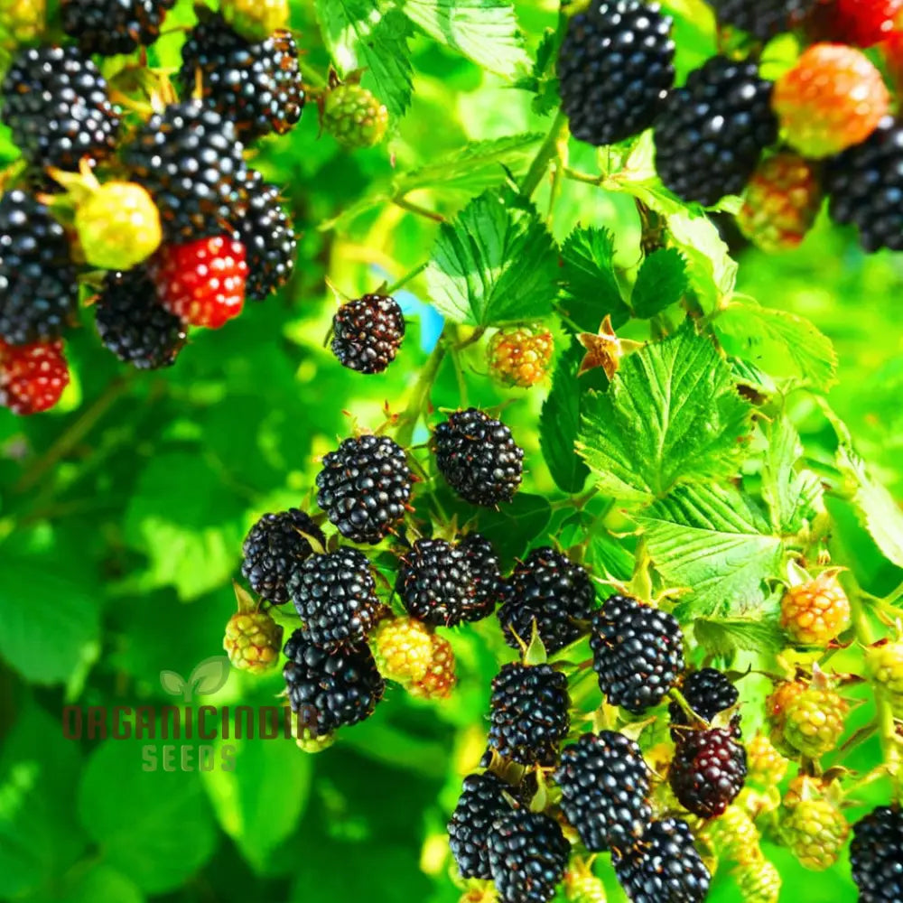 Giant Sweet Heirloom Blackberry Seeds – Elevate Your Gardening With Bountiful Flavorful Berries