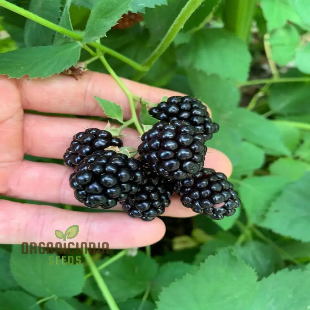 Giant Sweet Heirloom Blackberry Seeds – Elevate Your Gardening With Bountiful Flavorful Berries