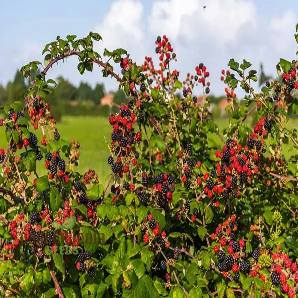 Giant Sweet Heirloom Blackberry Seeds – Elevate Your Gardening With Bountiful Flavorful Berries