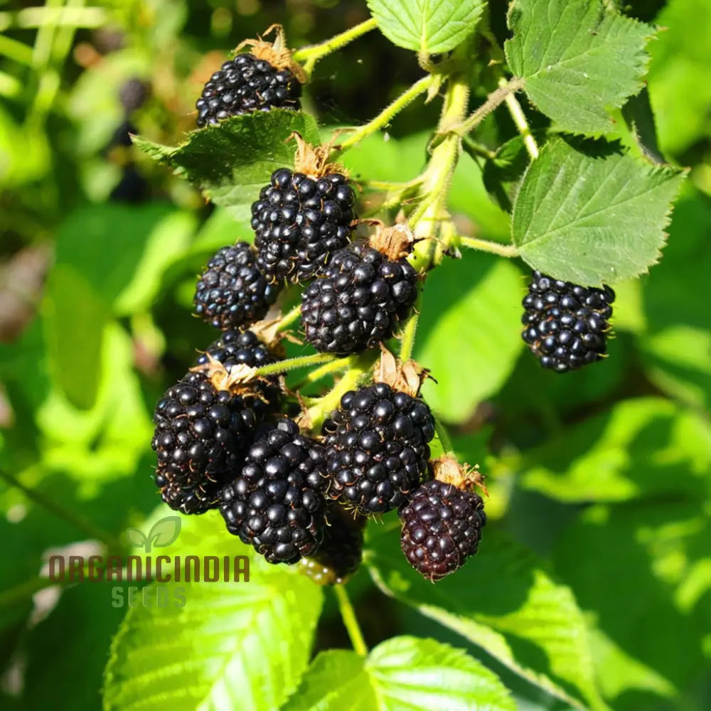 Giant Sweet Heirloom Blackberry Seeds – Elevate Your Gardening With Bountiful Flavorful Berries