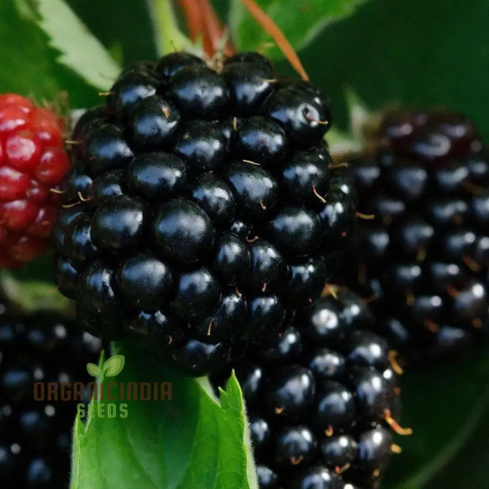 Giant Sweet Heirloom Blackberry Seeds – Elevate Your Gardening With Bountiful Flavorful Berries