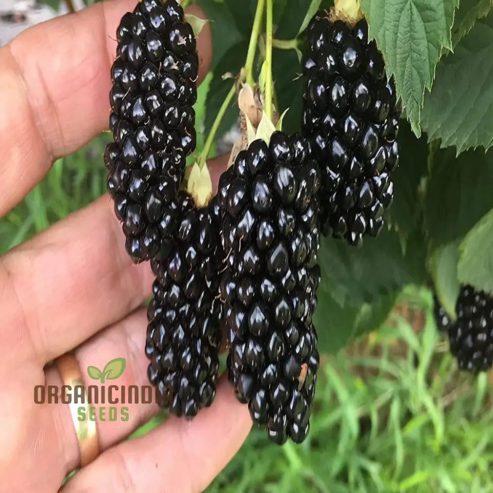 Giant Sweet Heirloom Blackberry Seeds – Elevate Your Gardening With Bountiful Flavorful Berries