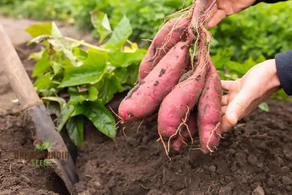 Giant Sweet Potato Seeds For Planting Health Anti-Wrinkle Nutrition Green Vegetable Home Garden