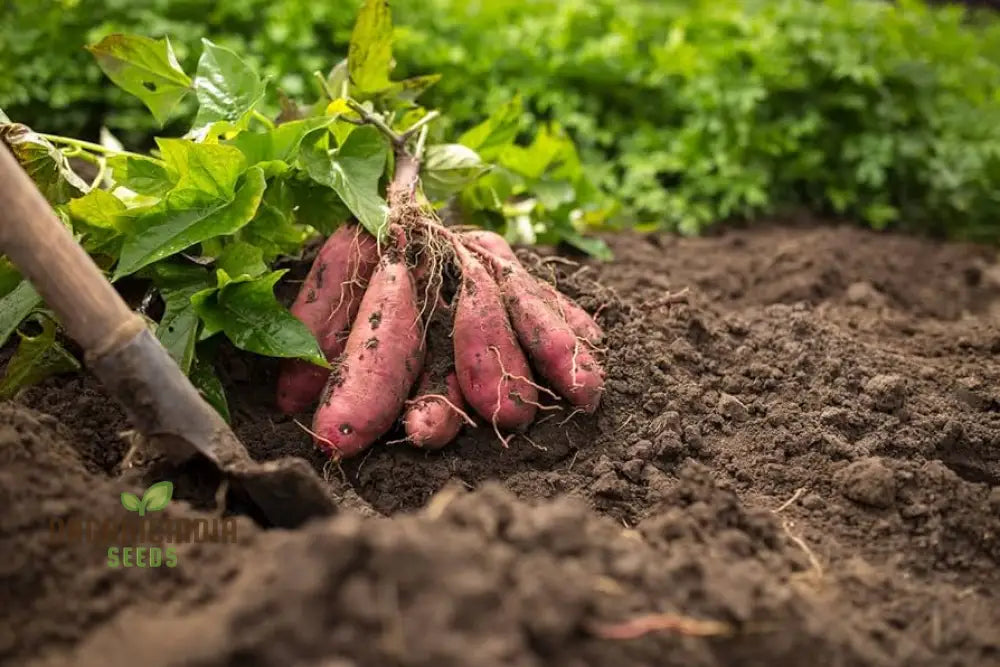 Giant Sweet Potato Seeds For Planting Health Anti-Wrinkle Nutrition Green Vegetable Home Garden