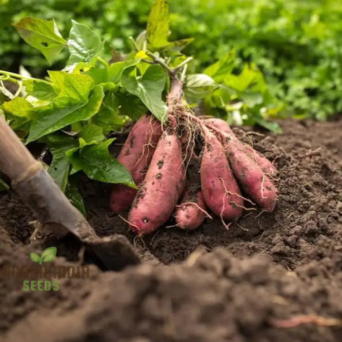 Giant Sweet Potato Seeds For Planting Health Anti-Wrinkle Nutrition Green Vegetable Home Garden