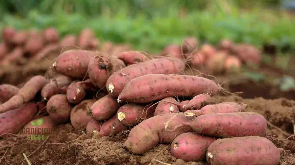 Giant Sweet Potato Seeds For Planting Health Anti-Wrinkle Nutrition Green Vegetable Home Garden