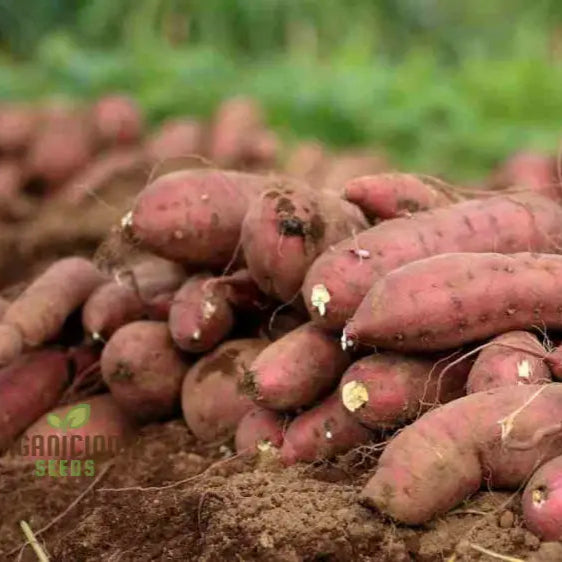 Giant Sweet Potato Seeds For Planting Health Anti-Wrinkle Nutrition Green Vegetable Home Garden