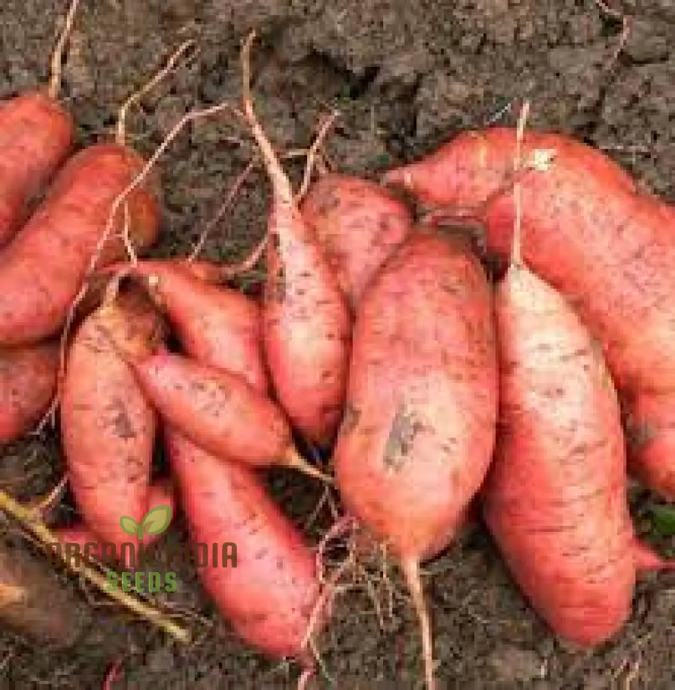 Giant Sweet Potato Seeds For Planting Health Anti-Wrinkle Nutrition Green Vegetable Home Garden