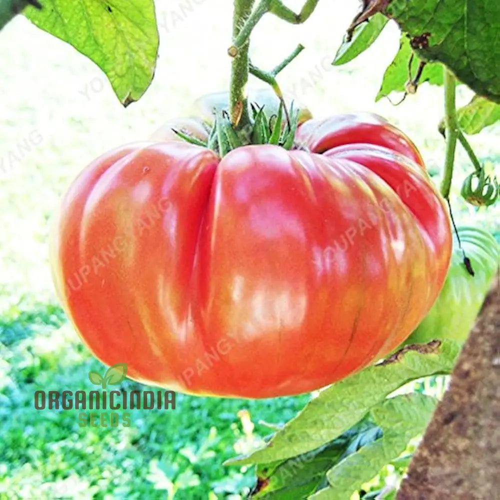 Giant Tomato Seeds - Planting 100 Pcs Fruit