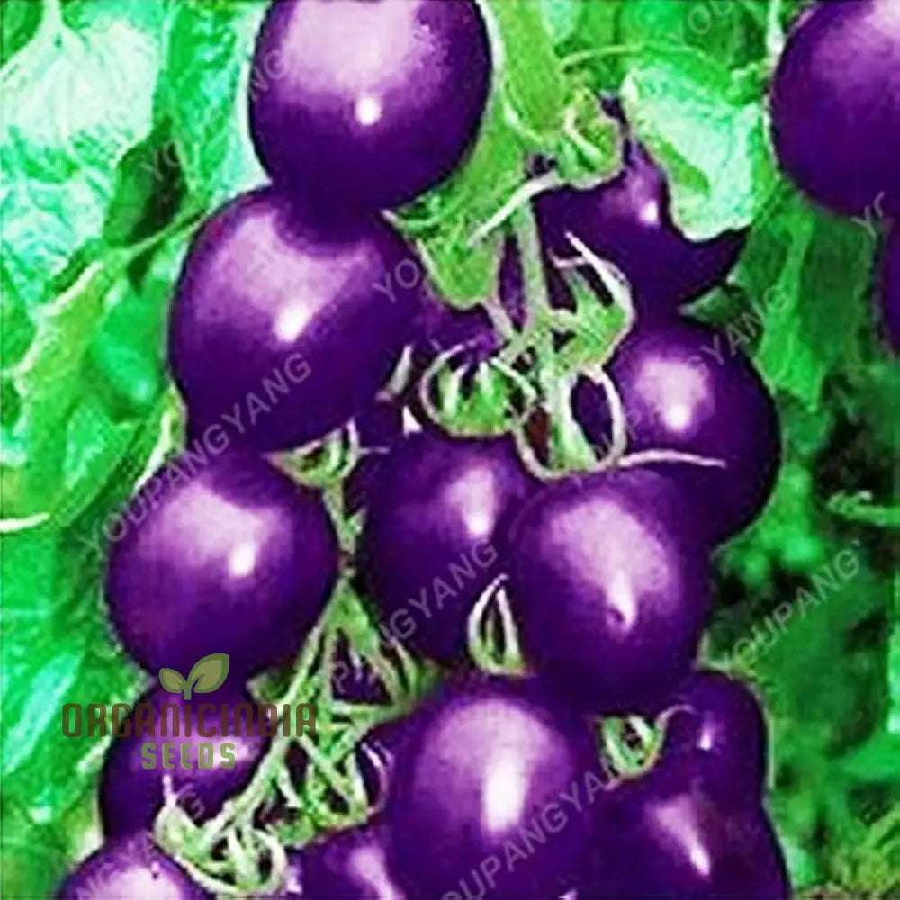 Giant Tomato Seeds - Planting 100 Pcs Fruit