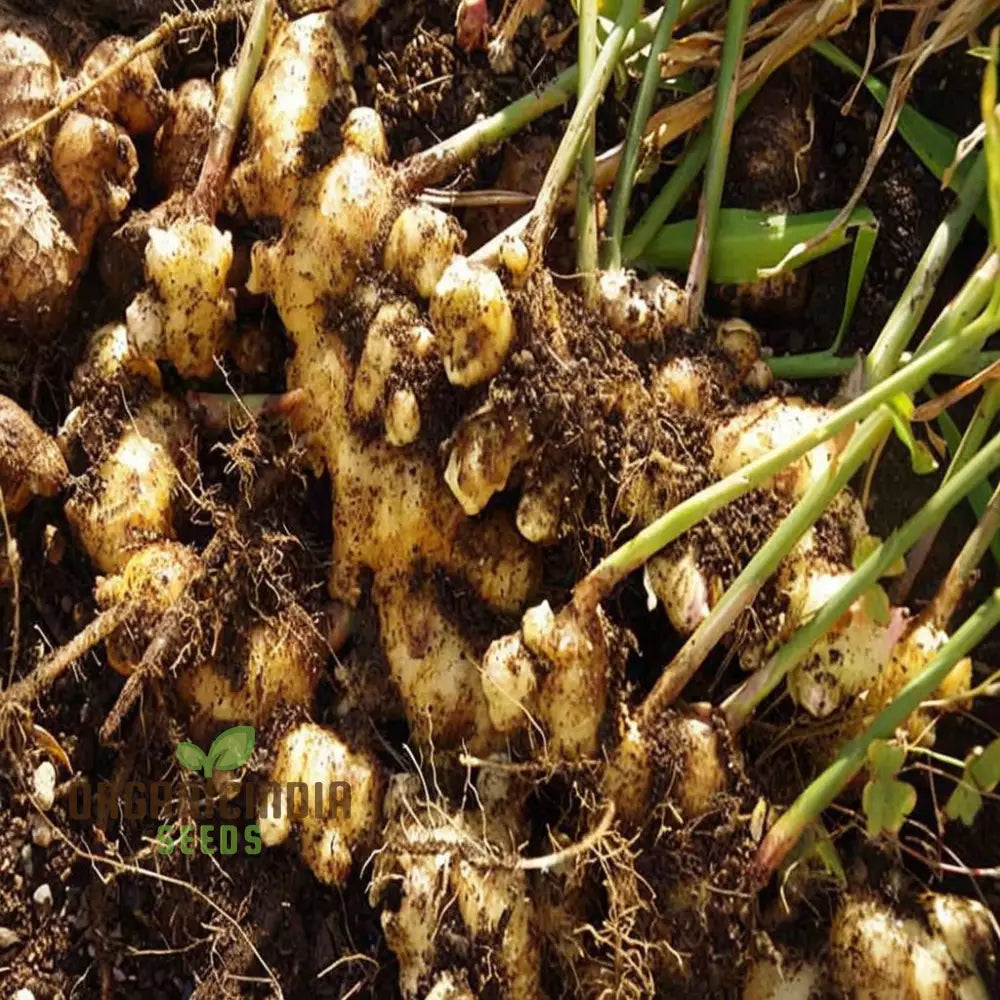 Ginger Roots Vegetable Seeds Grow Your Own Spice Garden Fresh For Home Cultivation Perennials