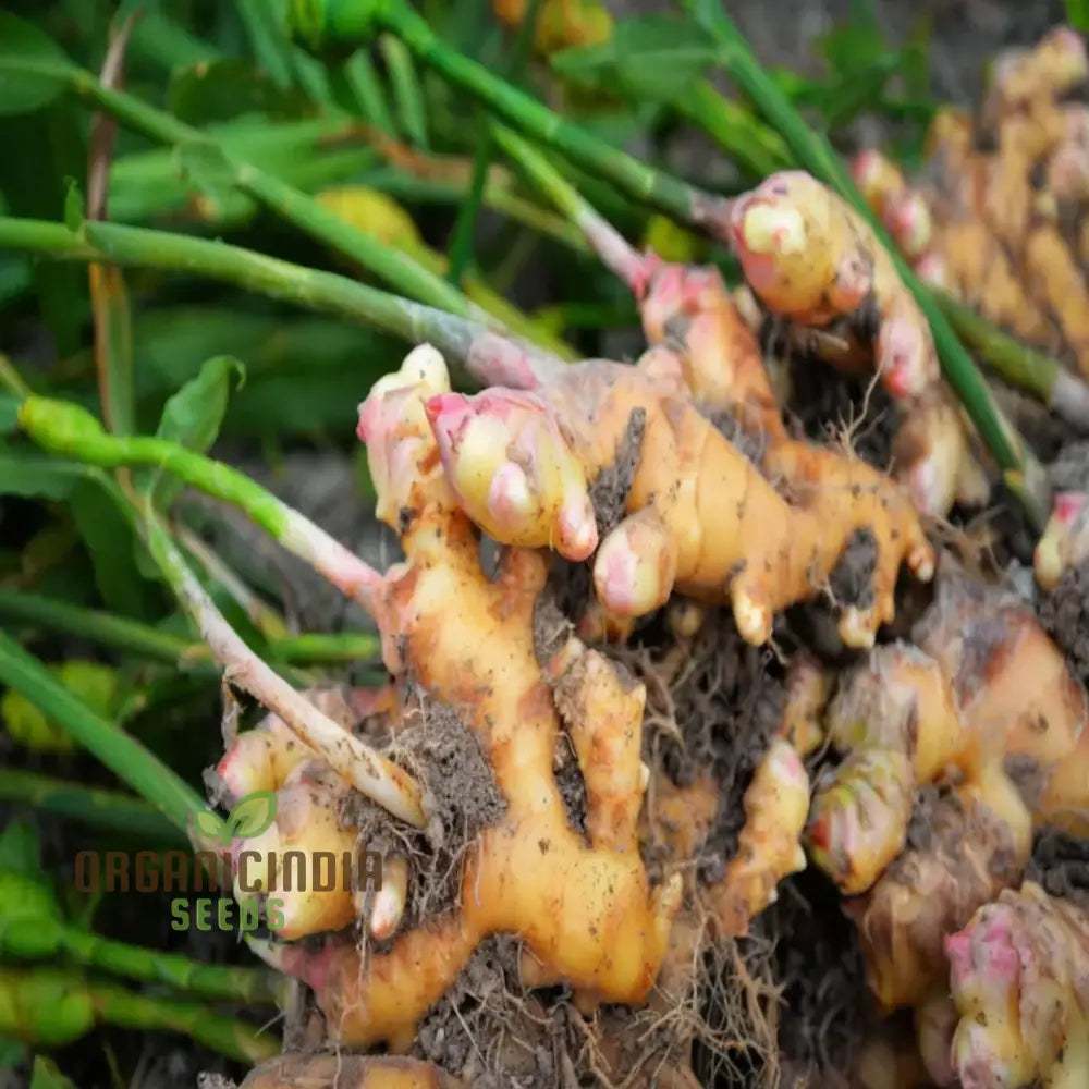 Ginger Roots Vegetable Seeds Grow Your Own Spice Garden Fresh For Home Cultivation Perennials