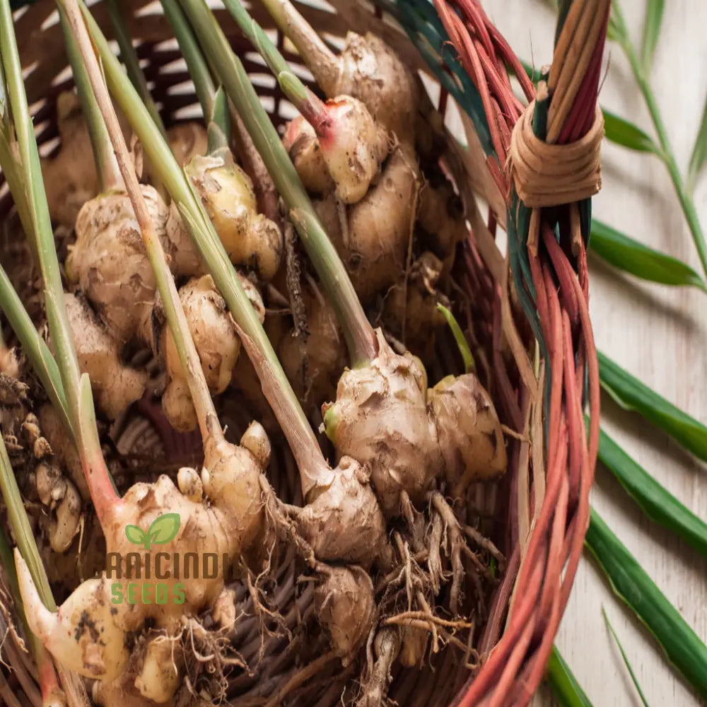 Ginger Roots Vegetable Seeds Grow Your Own Spice Garden Fresh For Home Cultivation Perennials