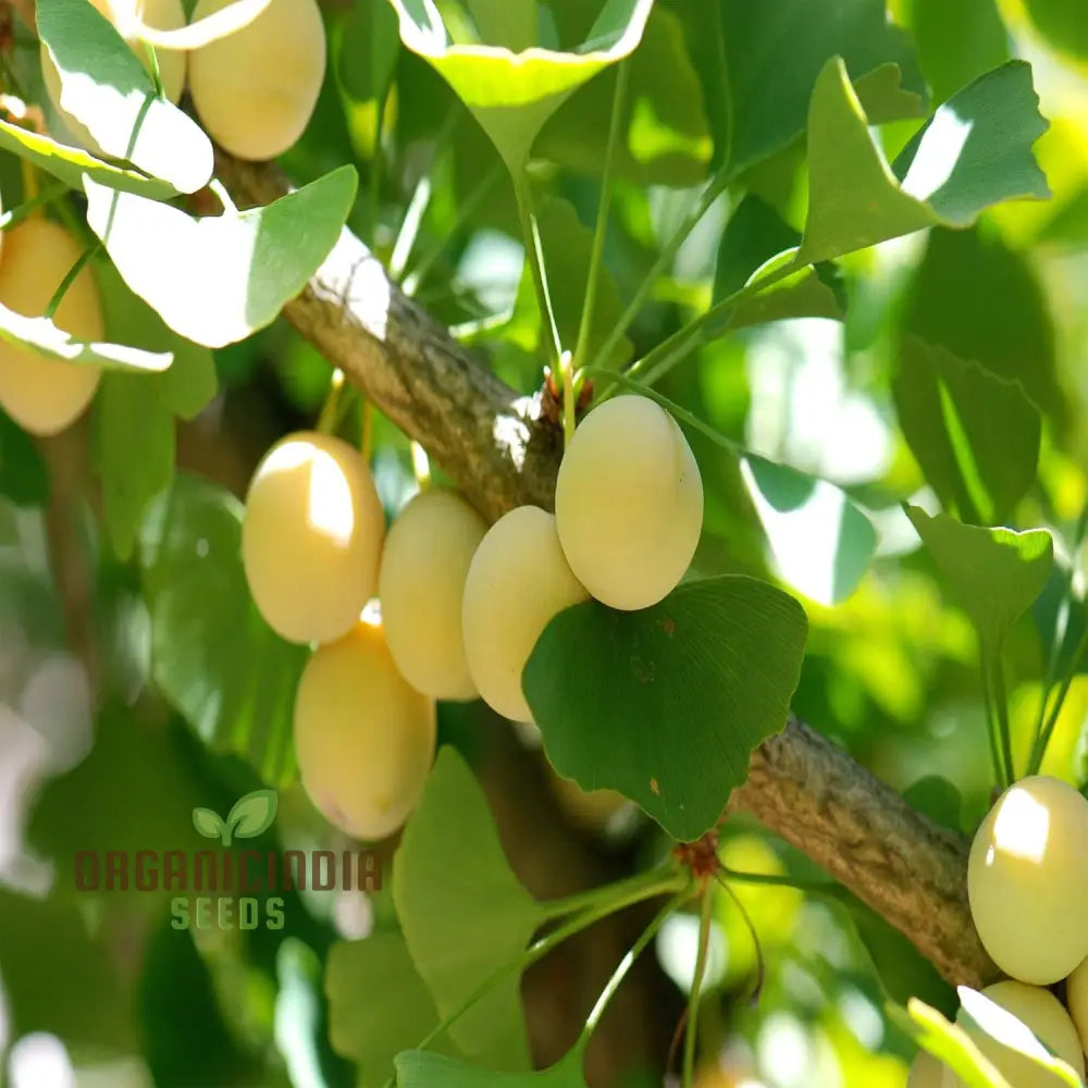 Ginkgo Biloba Fruit Seeds – Elevate Your Gardening Experience With Unique And Ancient Trees For A