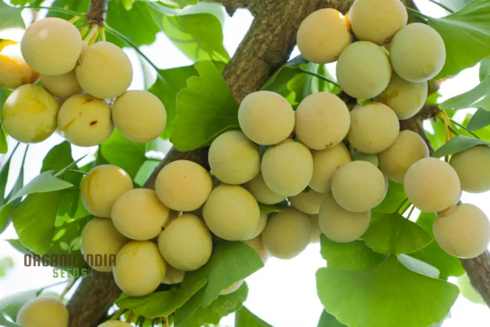 Ginkgo Biloba Fruit Seeds – Elevate Your Gardening Experience With Unique And Ancient Trees For A