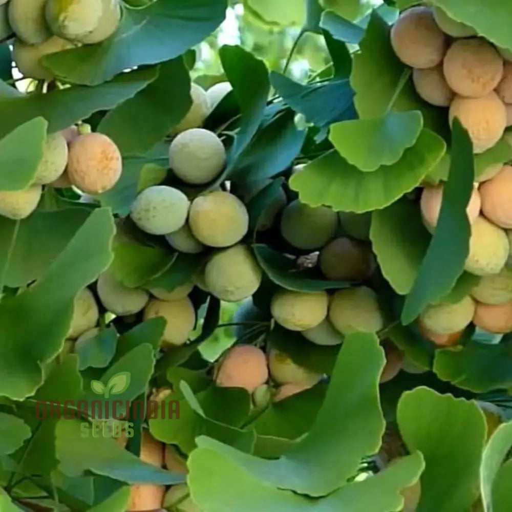 Ginkgo Biloba Fruit Seeds – Elevate Your Gardening Experience With Unique And Ancient Trees For A