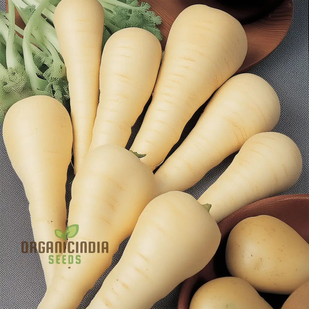 Gladiator F1 Parsnip Vegetable Seeds Cultivate Robust And Flavorful Parsnips With Expert Tips From