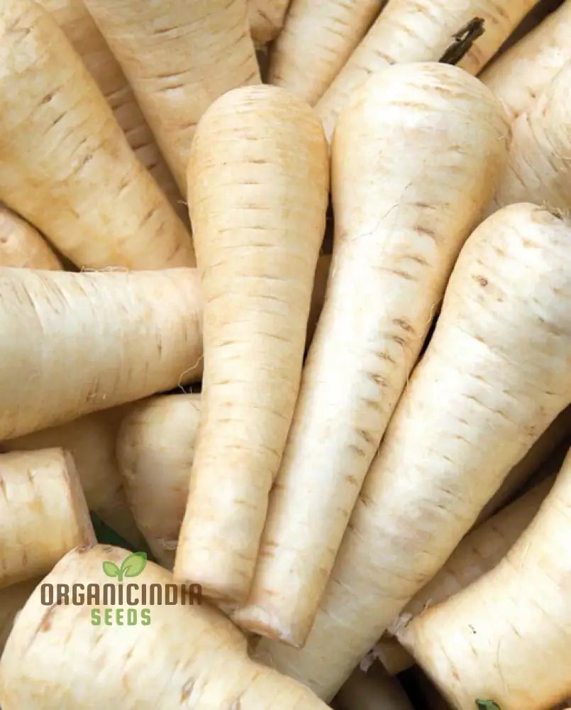 Gladiator F1 Parsnip Vegetable Seeds Cultivate Robust And Flavorful Parsnips With Expert Tips From