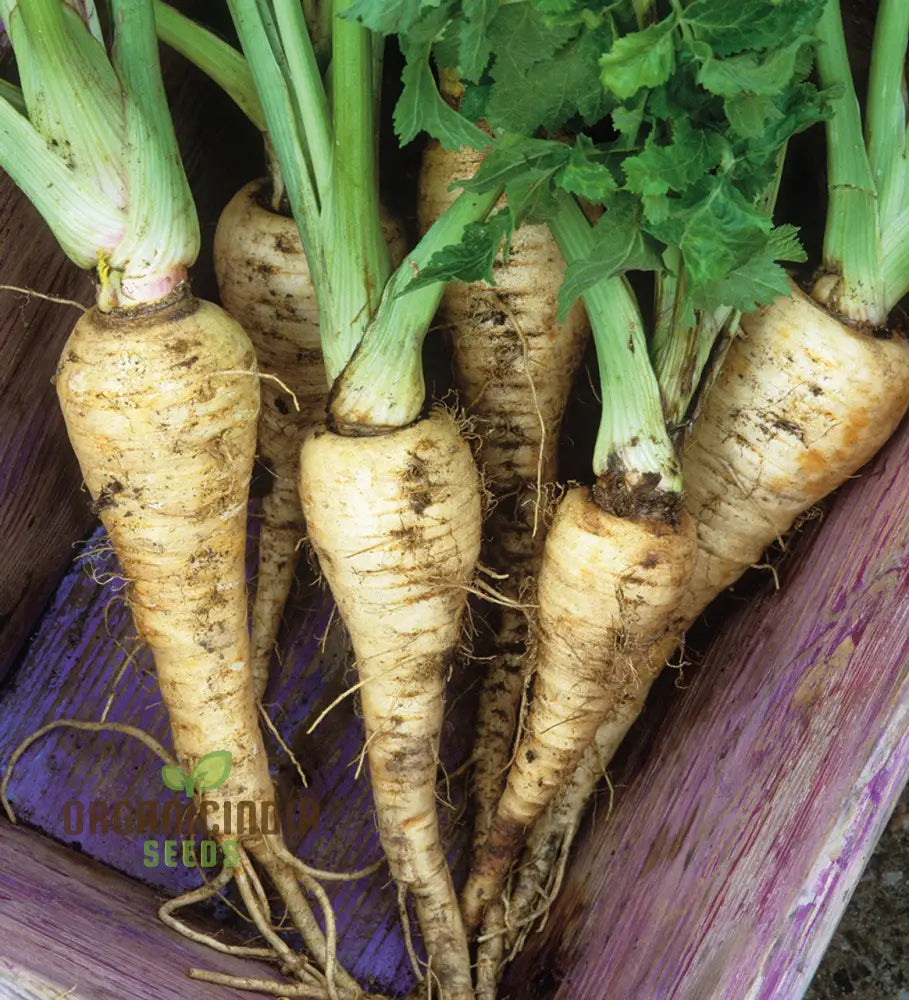 Gladiator F1 Parsnip Vegetable Seeds Cultivate Robust And Flavorful Parsnips With Expert Tips From