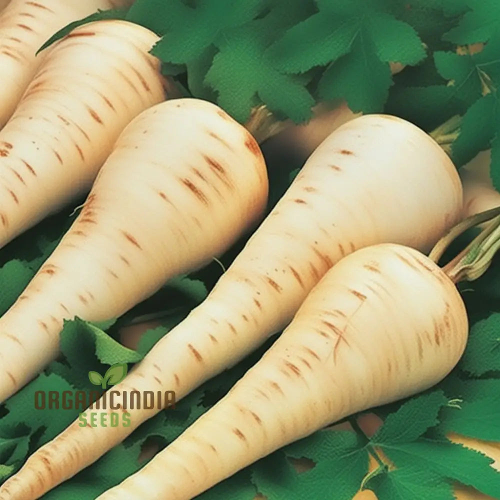 Gladiator F1 Parsnip Vegetable Seeds Cultivate Robust And Flavorful Parsnips With Expert Tips From