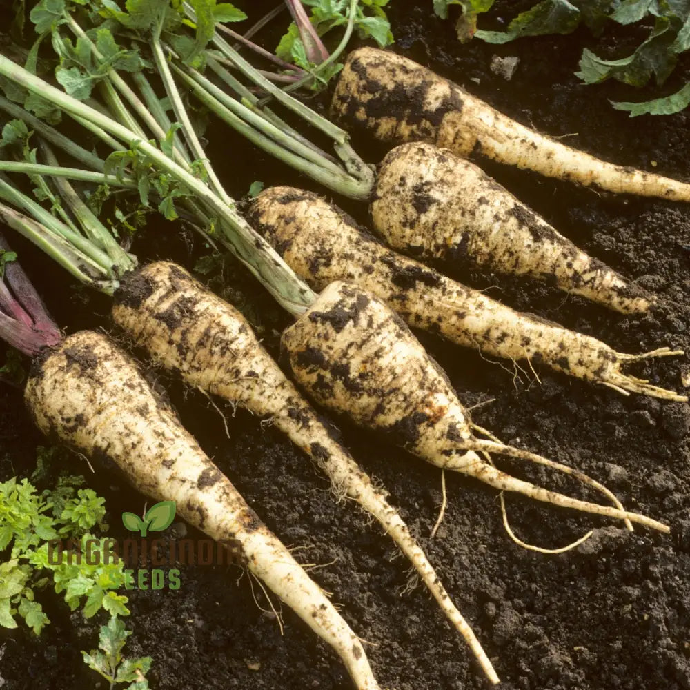 Gladiator F1 Parsnip Vegetable Seeds Cultivate Robust And Flavorful Parsnips With Expert Tips From