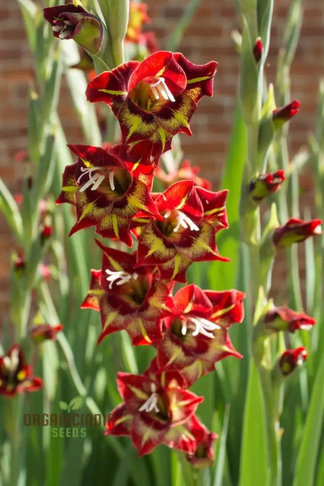 Gladiolus Papilio Vito Flower Seeds For Planting Vibrant Butterfly Flowering Your Garden Premium