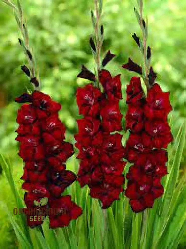 Gladiolus Papilio Vito Flower Seeds For Planting Vibrant Butterfly Flowering Your Garden Premium