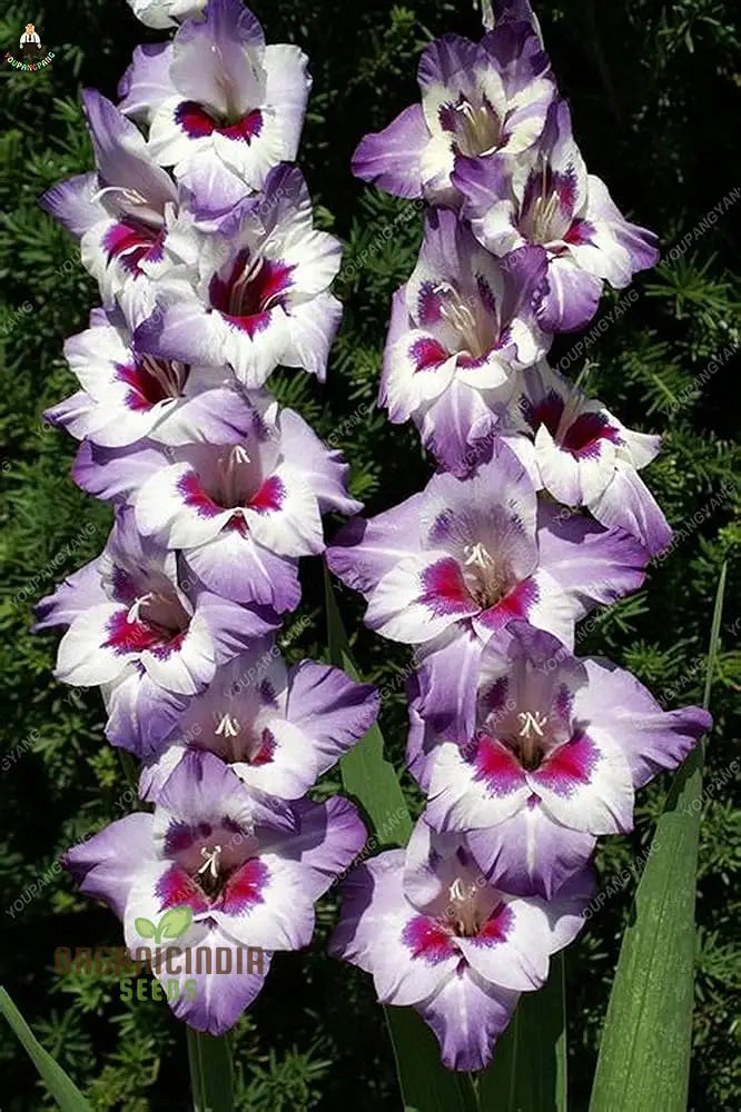 Gladiolus Vera Lynn Flower Seeds For Planting Elegant Pink For A Beautiful And Vibrant Garden