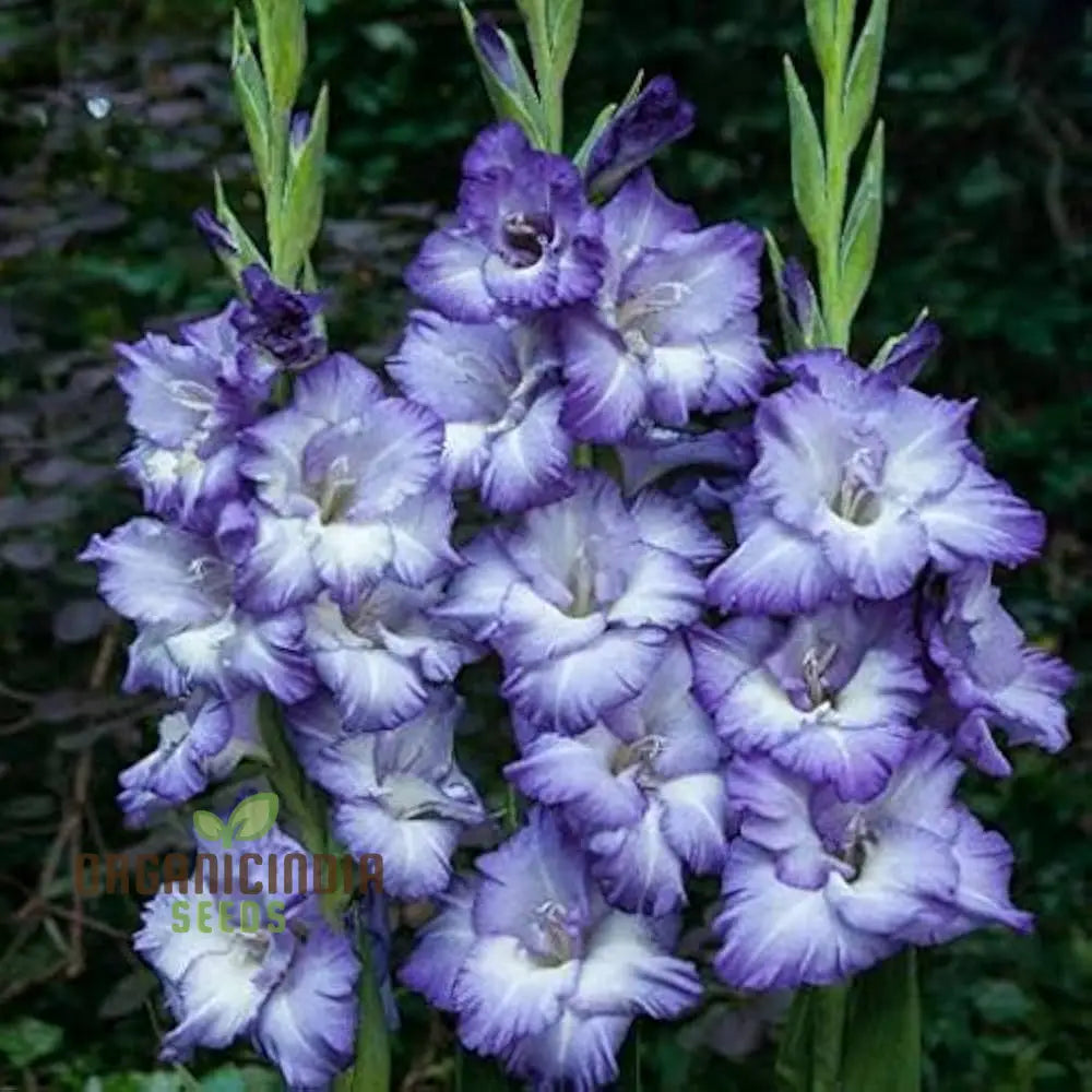 Gladiolus Vera Lynn Flower Seeds For Planting Elegant Pink For A Beautiful And Vibrant Garden