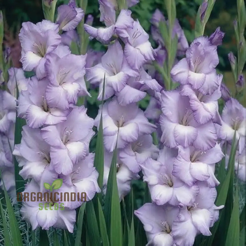 Gladiolus Vera Lynn Flower Seeds For Planting Elegant Pink For A Beautiful And Vibrant Garden