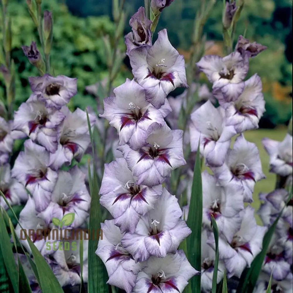 Gladiolus Vera Lynn Flower Seeds For Planting Elegant Pink For A Beautiful And Vibrant Garden