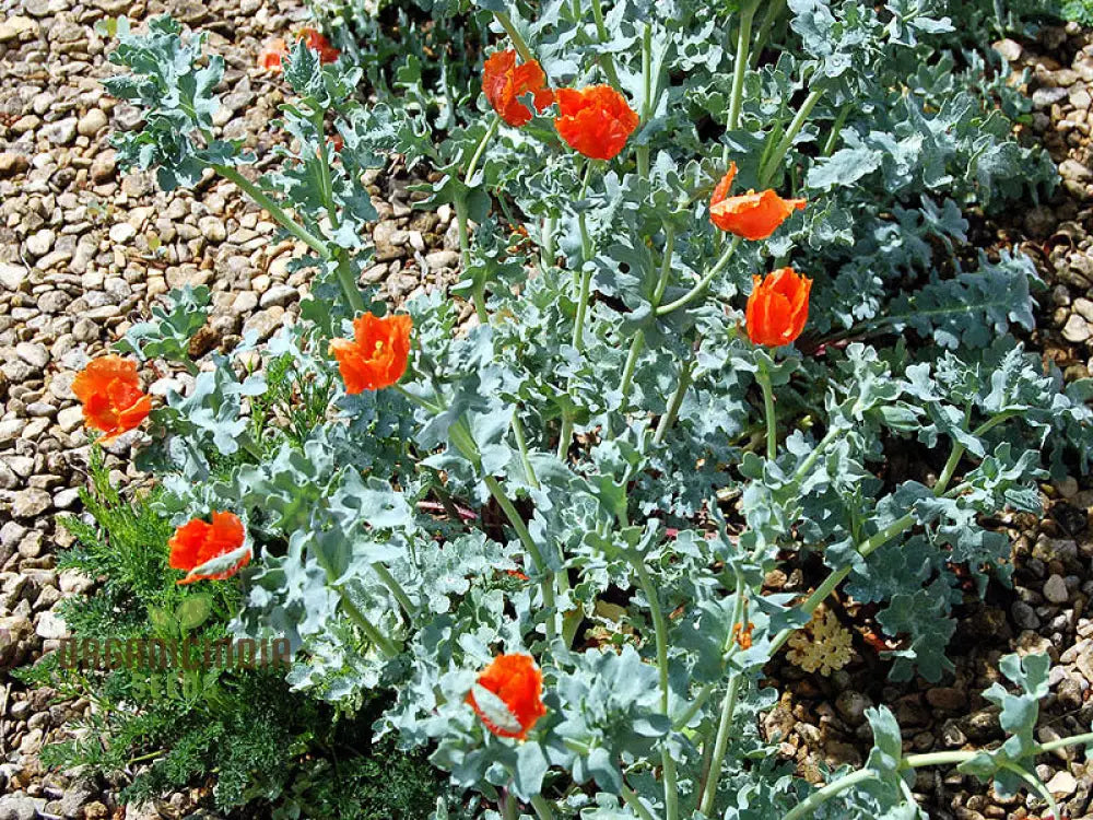 Glaucium Corniculatum Seeds - Hardy Perennial For Your Garden | Buy Rare Gardening Plants Online