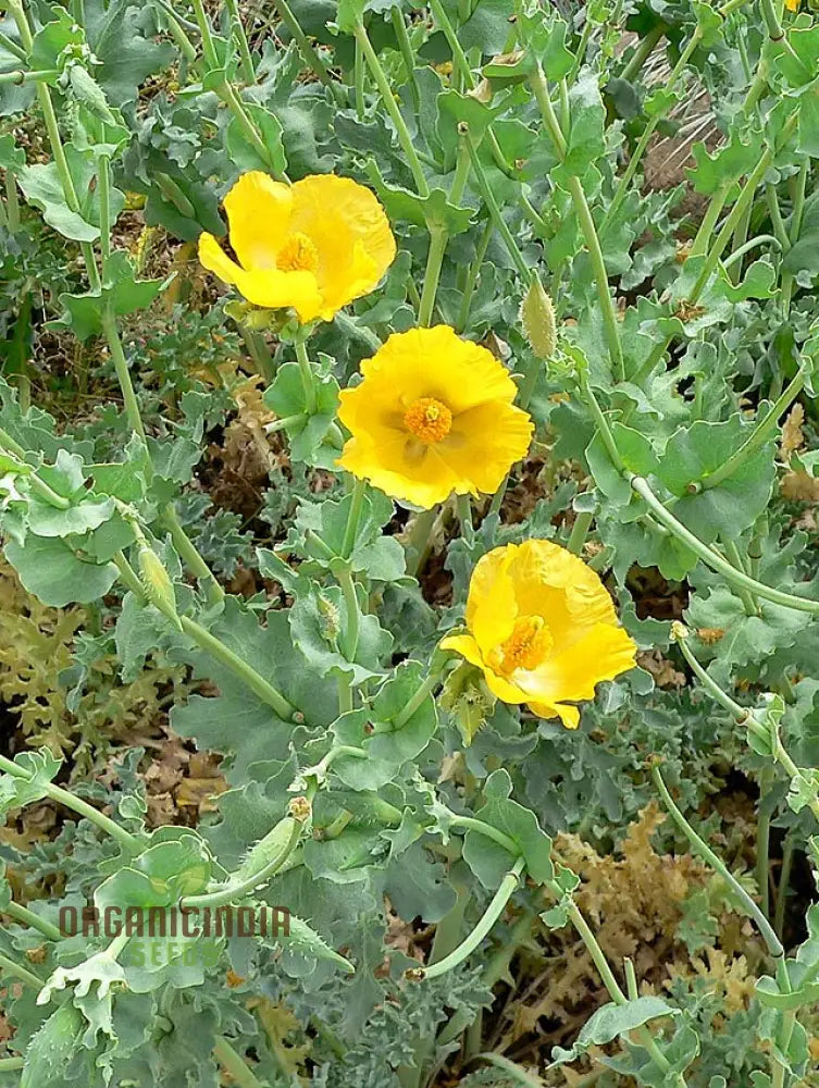 Glaucium Flavum Seeds - Yellow Horned Poppy For Gardening Enthusiasts: Exquisite Flowers And Easy